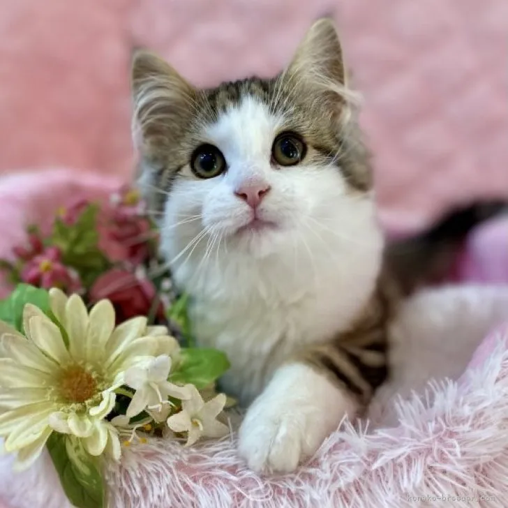 ID：2212-00541の子猫