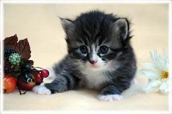 ID：1302-00093の子猫