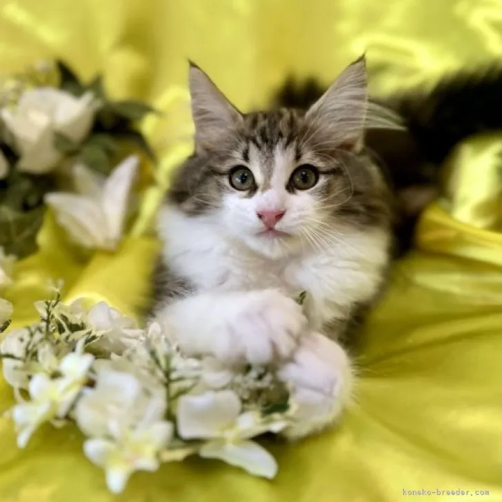 ID：2305-01872の子猫