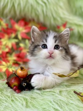 ノルウェージャンフォレストキャット【兵庫県・女の子・2021年10月3日・シルバーマッカレルタビーアンドホワイト】の写真「可憐な女の子らしい女の子です♡」