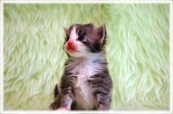 ノルウェージャンフォレストキャット【兵庫県・男の子・2012年9月27日・ブルーマッカレルタビー&ホワイト】の写真「」