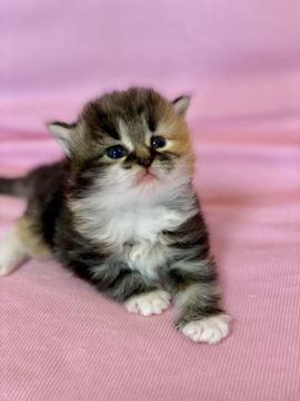 ノルウェージャンフォレストキャット【兵庫県・女の子・2022年4月4日・ブラウンクラシックトービィアンドホワイト】の写真「ムチムチして物怖じしない女の子です︎♪」