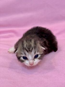 ノルウェージャンフォレストキャット【兵庫県・男の子・2021年11月5日・ブラウンクラシックタビーアンドホワイト】の写真「形の良い大きく綺麗なお目目がチャームポイントで♡」