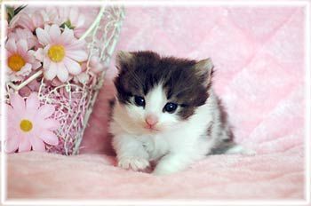 ノルウェージャンフォレストキャット【兵庫県・男の子・2015年3月27日・シルバーマッカレルタビー&ホワイト】の写真「愛らしい目元におっとり気質です♪」