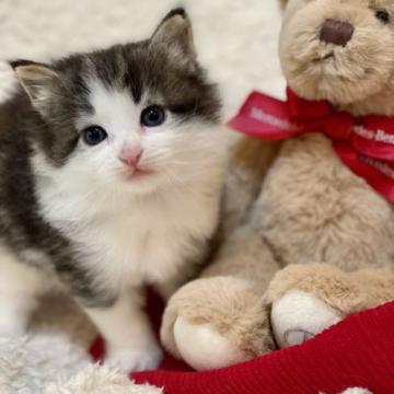 ノルウェージャンフォレストキャット【兵庫県・男の子・2022年6月21日・ブラウンマッカレルタビーアンドホワイト】の写真「優しい顔立ちのぽっちゃりくんです♡」