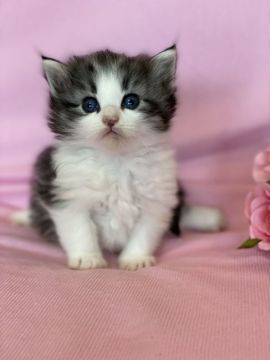 ノルウェージャンフォレストキャット【兵庫県・男の子・2022年4月4日・シルバマッカレルタビーアンドホワイト】の写真「パッチリと大きなお目目です！」