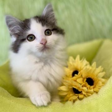 ノルウェージャンフォレストキャット【兵庫県・男の子・2022年12月2日・シルバータビーアンドホワイト】の写真「懐っこくて抱っこも大好きです♡」