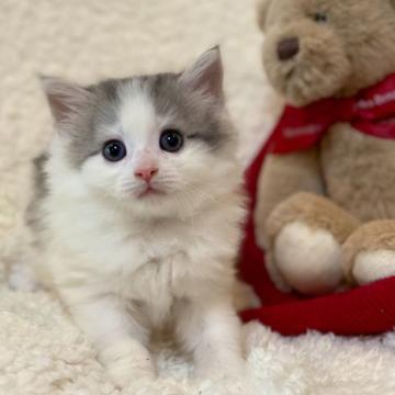 ノルウェージャンフォレストキャット【兵庫県・女の子・2022年6月12日・ブルーシルバーマッカレルタビーアンドホワイト】の写真「ぽやんとしたベビーフェイスです♡」