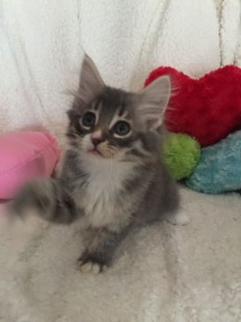 ノルウェージャンフォレストキャット【兵庫県・女の子・2016年8月14日・ブルーマッカレルタビー&ホワイト】の写真「活発で利発です！」