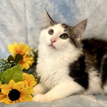 ノルウェージャンフォレストキャット【兵庫県・男の子・2023年4月26日・シルバークラシックタビーアンドホワイト】の写真「まだ4ヶ月ですが大幅お値引しました❣️」