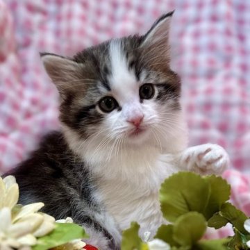 ノルウェージャンフォレストキャット【兵庫県・男の子・2023年2月4日・ブラウンマッカレルタビーアンドホワイト】の写真「ハッキリした顔立ちのイケメンくんです❣️」