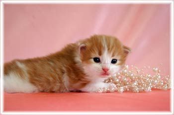 ノルウェージャンフォレストキャット【兵庫県・男の子・2015年12月6日・レッドマッカレルタビー&ホワイト】の写真「もっちりと大きくて可愛いです♬」