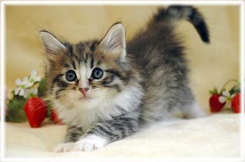 ノルウェージャンフォレストキャット【兵庫県・男の子・2015年2月20日・ブラウンマッカレルタビー&ホワイト】の写真「お話が好きな甘えん坊です！」