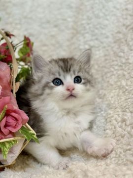 ノルウェージャンフォレストキャット【兵庫県・男の子・2022年4月11日・シルバーマッカレルタビーアンドホワイト】の写真「輝くシルバーにクリクリお目目です♡」