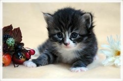 ノルウェージャンフォレストキャット【兵庫県・女の子・2013年1月28日・ブラウンマッカレルタビー&ホワイト】の写真「」