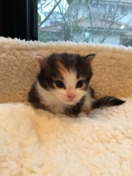 ノルウェージャンフォレストキャット【兵庫県・女の子・2016年10月24日・ブラウンマッカレルトービィ&ホワイト】の写真「鮮やかなカラーバランスの三毛ちゃんです！」