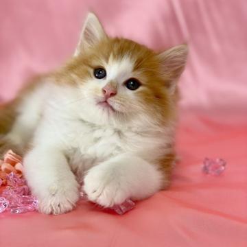 ノルウェージャンフォレストキャット【兵庫県・男の子・2022年5月8日・レッドクラシックタビーアンドホワイト】の写真「美しく輝くレッドのイケメン坊やです！」