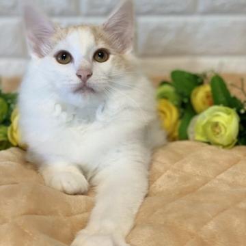 ノルウェージャンフォレストキャット【兵庫県・女の子・2022年5月8日・カメオタビーアンドホワイト】の写真「キレイなカメオの女の子誕生です☆」