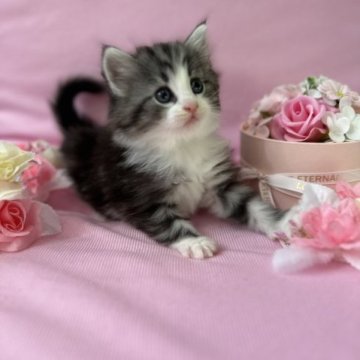 ノルウェージャンフォレストキャット【兵庫県・男の子・2023年4月10日・シルバークラシックタビーアンドホワイト】の写真「クリクリお目目が可愛いです💖」