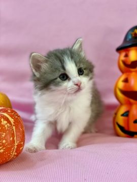 ノルウェージャンフォレストキャット【兵庫県・女の子・2021年9月13日・ブルーシルバーマッカレルタビーアンドホワイト】の写真「色んな事に興味を示しています♪」