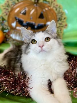 ノルウェージャンフォレストキャット【兵庫県・女の子・2021年5月8日・シルバークラシックタビーアンドホワイト】の写真「ぽわんとした癒し系ちゃん！
即日お迎え出来ます♡」