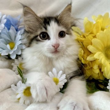 ノルウェージャンフォレストキャット【兵庫県・女の子・2023年4月4日・ブラウンマッカレルタビーアンドホワイト】の写真「積極的に寄ってきてくれます♡」