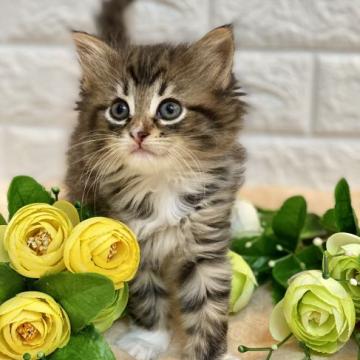 ノルウェージャンフォレストキャット【兵庫県・女の子・2022年7月30日・ブラウンマッカレルタビーアンドホワイト】の写真「キラキラ澄んだ瞳です♡」