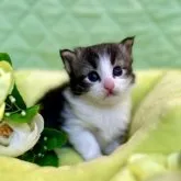 ノルウェージャンフォレストキャット【兵庫県・男の子・2023年4月4日・ブラウンマッカレルタビーアンドホワイト】の写真1「兄妹の集合写真をブログでご覧いただけます❣️」