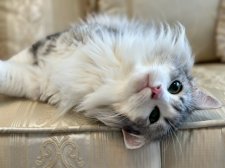 ノルウェージャンフォレストキャット【・女の子・2020年9月17日・シルバーマッカレルタビーアンドホワイト】