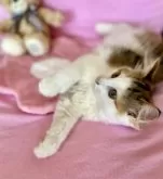 ノルウェージャンフォレストキャット【兵庫県・女の子・2025年7月23日・ブラウンパッチドタビーアンドホワイト】の写真12「あらら、伸びてしまいました🤭」