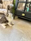 ノルウェージャンフォレストキャット【兵庫県・男の子・2025年10月1日・ブラック(ブラウン)タビーアンドホワイト】の写真12