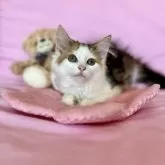 ノルウェージャンフォレストキャット【兵庫県・女の子・2025年7月23日・ブラウンパッチドタビーアンドホワイト】の写真14「｢変にゃコメントで遊ばれちゃったにゃ〜🐱｣」