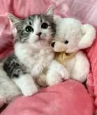 ノルウェージャンフォレストキャット【兵庫県・女の子・2024年12月20日・シルバーパッチドタビーアンドホワイト】の写真15