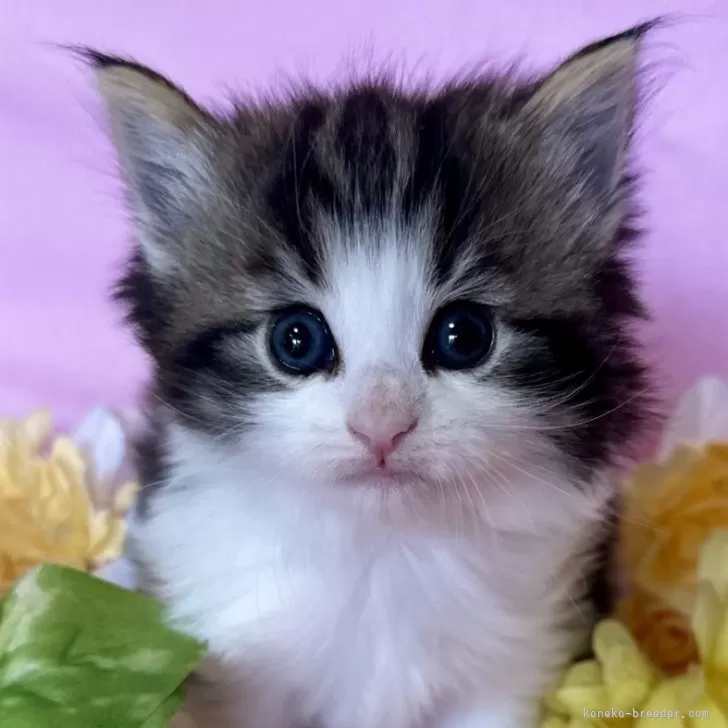 ID:2503-00002の子猫