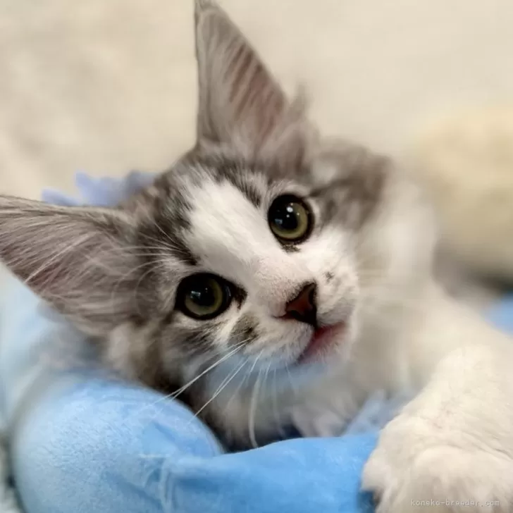 のんたん 様のお迎えした子猫