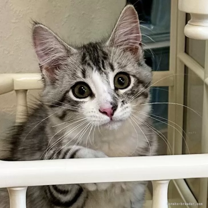 ID：2505-01076の子猫