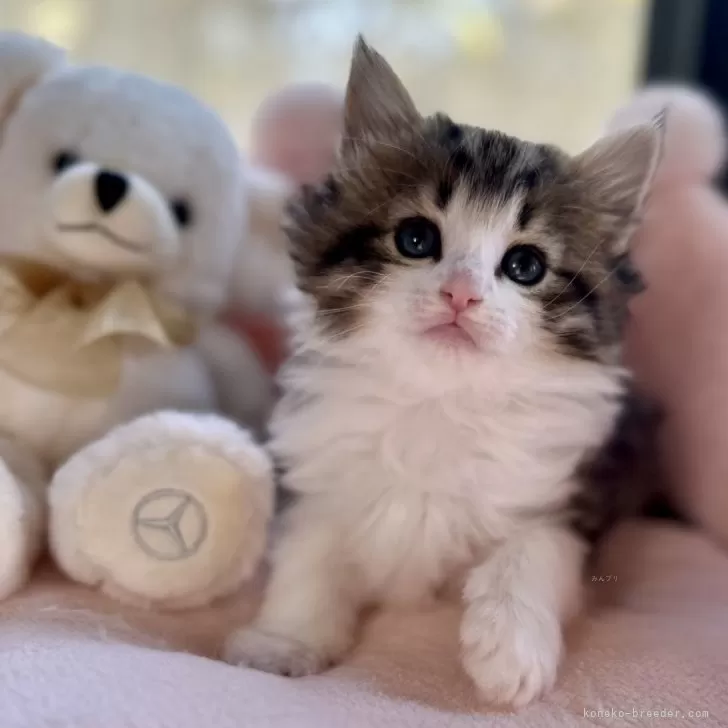 ID：2412-01325の子猫