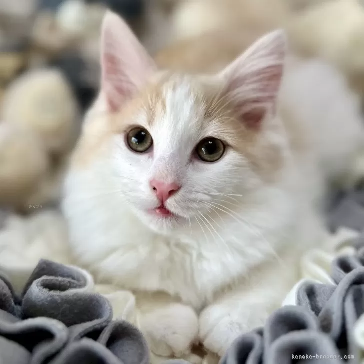 かのん 様のお迎えした子猫