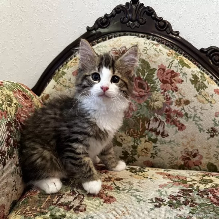 タイト 様のお迎えした子猫