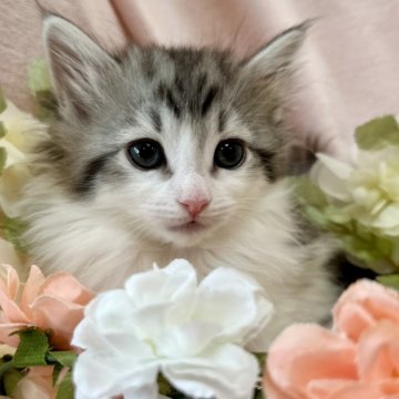 ノルウェージャンフォレストキャット【兵庫県・女の子・2024年12月24日・シルバータビーアンドホワイト】の写真「ぽぉ〜っとしたおっとり感が母性本能をくすぐります♡」