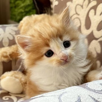 ノルウェージャンフォレストキャット【兵庫県・男の子・2025年11月28日・レッドクラシックタビーアンドホワイト（ダブルコート）】の写真「ハム太郎みたいな可愛い坊やです🐹」