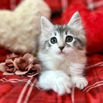 ノルウェージャンフォレストキャット【兵庫県・女の子・2024年12月8日・シルバーマッカレルタビーアンドホワイト】の写真「女の子らしい優しい顔立ちです❁⃘*.ﾟ」