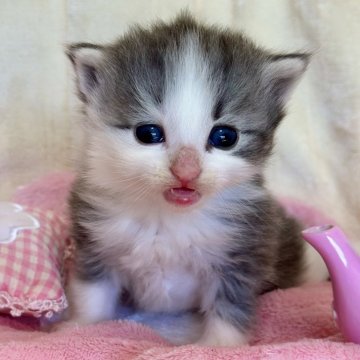 ノルウェージャンフォレストキャット【兵庫県・女の子・2025年10月1日・ブルーシルバーマッカレルタビーアンドホワイト】の写真「キョトンぽよんとした愛くるしい坊やです♡」