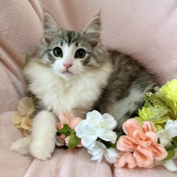 ノルウェージャンフォレストキャット【兵庫県・男の子・2024年11月21日・シルバーマッカレルタビーアンドホワイト】の写真「可愛い系イケメン王子です⚜️」