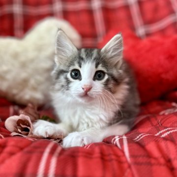 ノルウェージャンフォレストキャット【兵庫県・男の子・2024年12月8日・シルバーマッカレルタビーアンドホワイト】の写真「パッチリお目目で優しい顔立ちです♡」