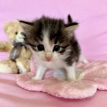 ノルウェージャンフォレストキャット【兵庫県・男の子・2025年10月1日・ブラックタビーアンドホワイト（ダブルコート）】の写真「優しい系イケメンべびにゃんです♡」