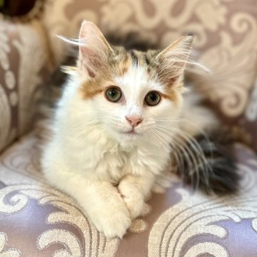 ノルウェージャンフォレストキャット【兵庫県・女の子・2025年7月23日・ブラウンパッチドタビーアンドホワイト】の写真「大きなお目目の可愛い三毛ちゃんです💖」