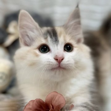 ノルウェージャンフォレストキャット【兵庫県・女の子・2024年12月13日・ブルーシルバーパッチドタビーアンドホワイト】の写真「淡いブルーのオーガンジーを纏った美猫ちゃんです✨️」