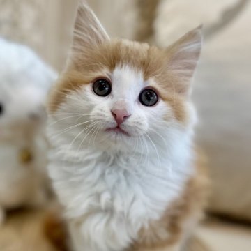 ノルウェージャンフォレストキャット【兵庫県・男の子・2025年11月28日・レッドクラシックタビーアンドホワイト（ダブルコート）】の写真「可愛い前髪ぱっつんはこのチーズくんだけ💕」