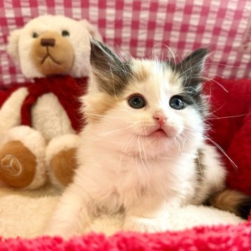 ノルウェージャンフォレストキャット【兵庫県・女の子・2025年11月28日・トーティアンドホワイト（ダブルコート）】の写真「アニメキャラのような可愛らしさです💕」